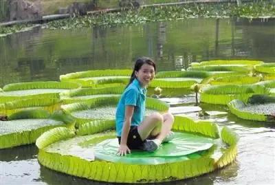 王莲香:在你生活中有见过王莲吗？