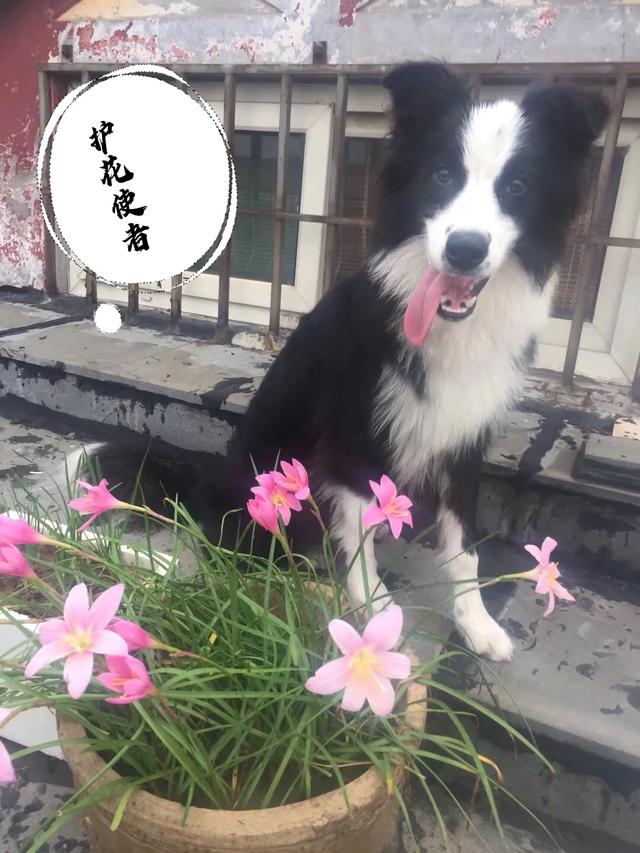 边境牧羊犬好不好的:边境牧羊犬除了聪明，还有什么优点？