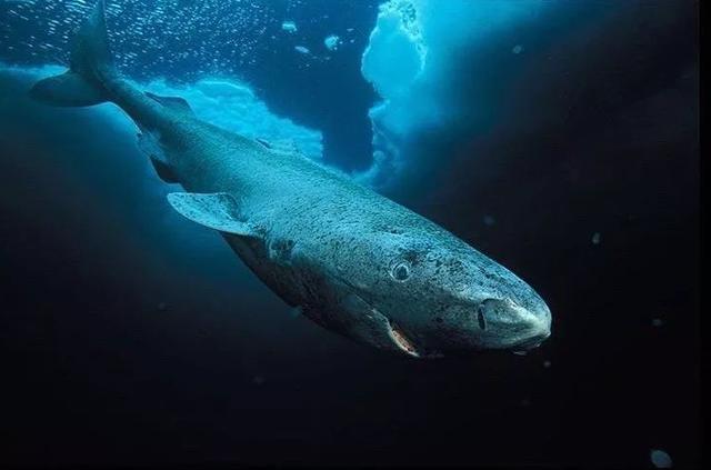 格陵兰睡鲨能活多久，156岁才性成熟，才能繁殖，格陵兰睡鲨到底是怎样一种生物