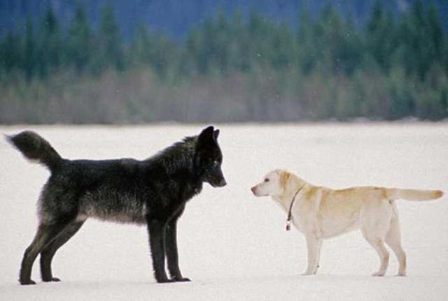 流浪狗遇到狼，会打一架还是逃跑还是混入其中一起生活？插图6