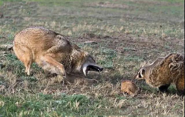 "狼狈为奸",那么那何种生物为狈呢?-终于实宪