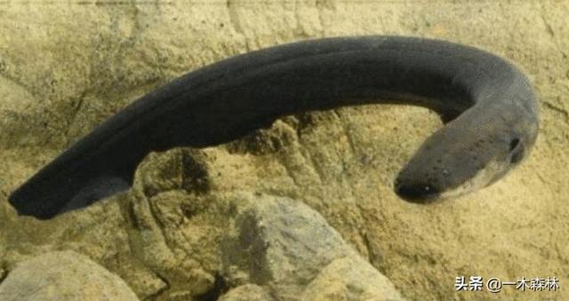 电影食人鱼图片:一条最凶猛的黑鱼能咬过一条最凶猛的食人鱼吗？