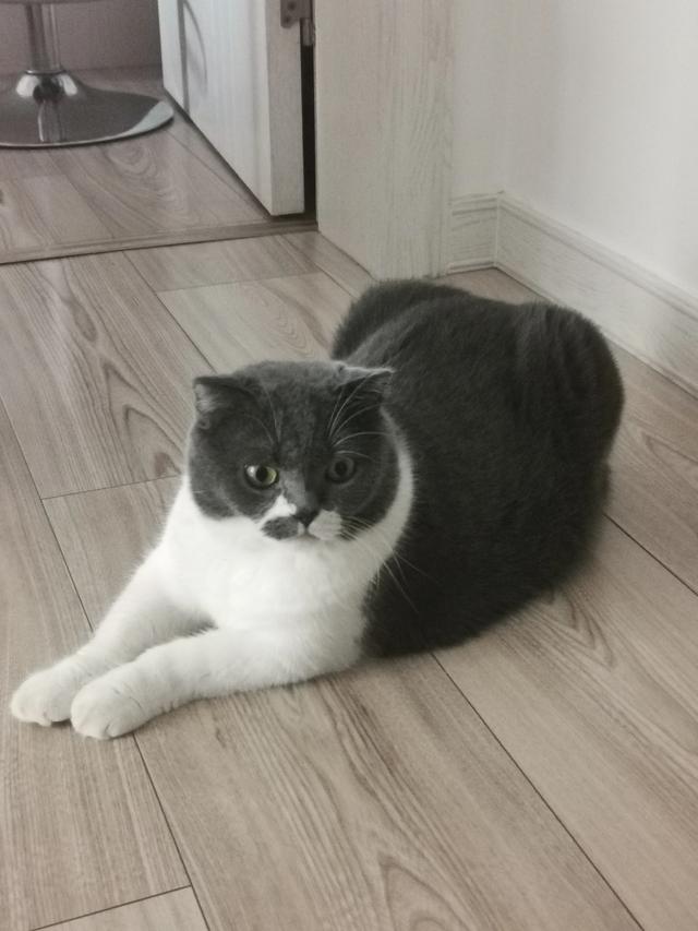 现在的家养猫一辈子不出门对他们来说真的好吗？插图32