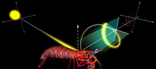 雀尾螳螂虾:自然界中有没有用电磁波交流的生物？