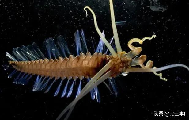 皱鳃鲨海里游泳:大海里到底存在着多少不为人知的恐怖生物？