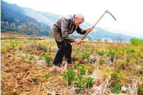 农民也可退休了年龄达65周岁即可,你认为每月领多少退休金合适？