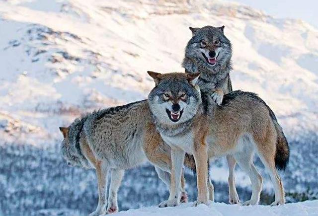 狗狗对屠夫会害怕，在野外屠夫遇到狼是否一样，狼也会怕？插图21