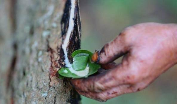 一些农民为什么害怕农村的漆树?