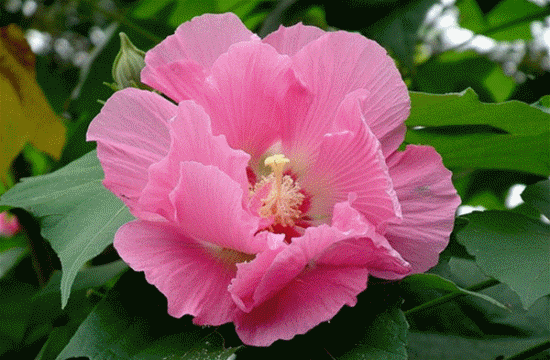 550_360gif 动态图 动图