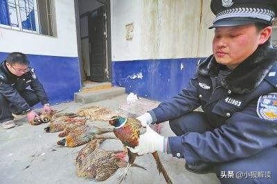 旱獭子什么样:“上岸甲鱼莫伸手，下坡野鸡不能追”，为什么这样说？有道理吗？