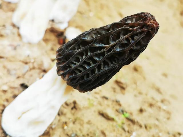 羊肚菌栽培前景如何‘？