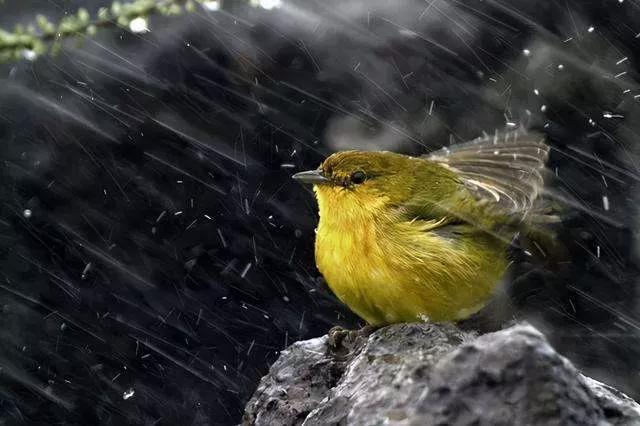 欧美摔跤抓鸟露鸟视频:鸟累了可以睡在鸟窝，但是下雨了，它在哪里躲雨呢？