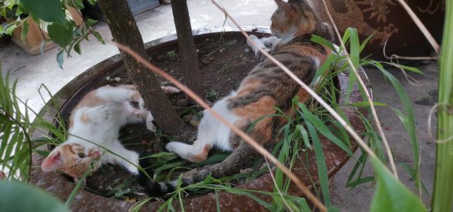 猫咪吃什么,宠物猫最好给它吃什么样的食物？