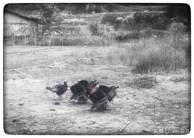 狗的命门在哪里？被大型犬追咬时，怎样做才是正确的自救方法？插图17