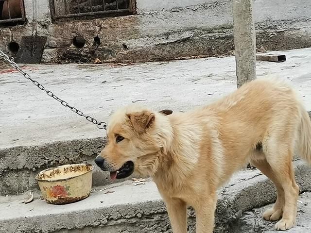 大家听过或经历过最感人的动物报恩的故事是什么？插图45