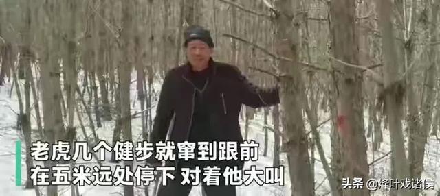 允许游客接触白虎引网友关注，黑龙江东北虎事件中，为何只是将人扑倒而没有继续进行撕咬