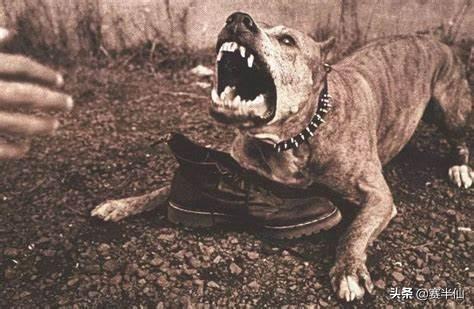 狗的命门在哪里？被大型犬追咬时，怎样做才是正确的自救方法？插图3