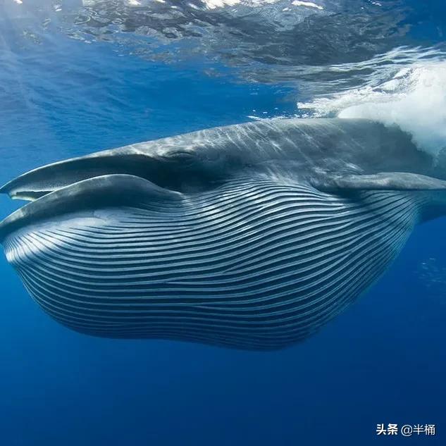 须鲸的资料:为什么鲸鱼要游到浅海来排便？