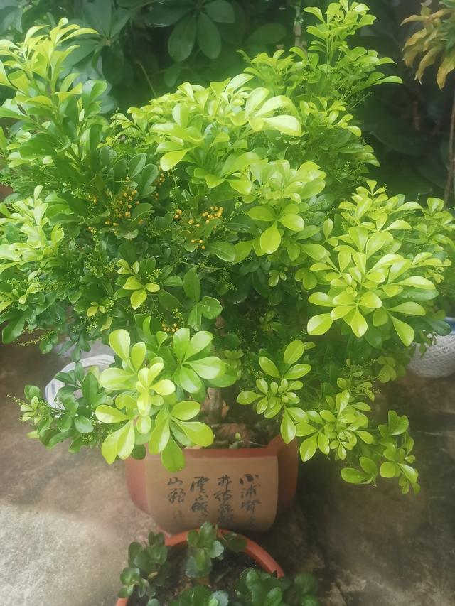 燕子掌能净化空气:多肉植物有绿化净化空气吗？