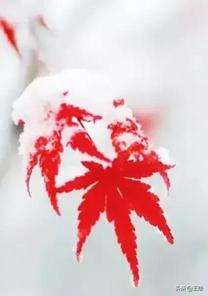 国庆长假宠物寄养一笼难求:现在年轻人都干几份兼职？