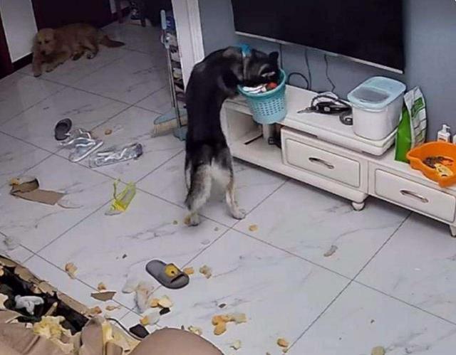 狗狗突然拼命吃草，是怎么回事？插图12