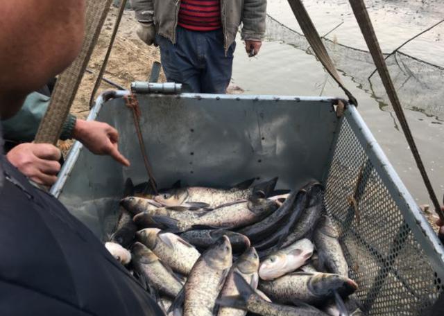 海鱼也有土腥味吗，鱼为什么会有“土腥味”和“柴油味”，这样的鱼还能吃吗