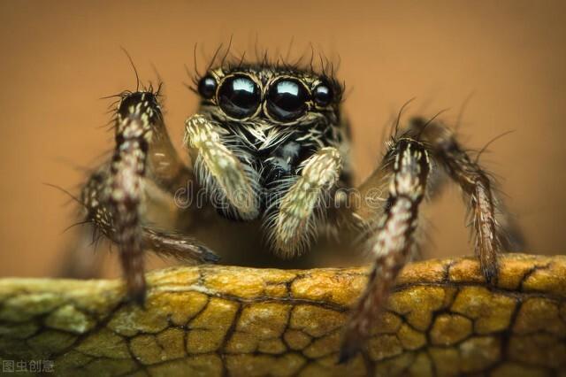 非洲帝王蝎:全球最让人毛骨悚然的生物是什么？