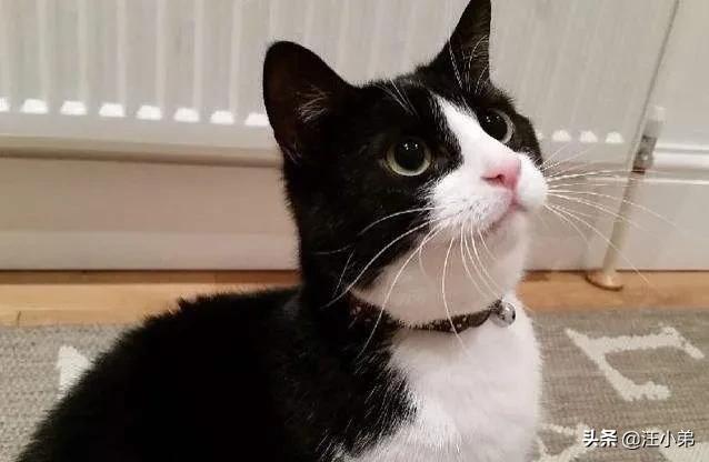 为什么猫更喜欢跟女主人玩耍？插图9