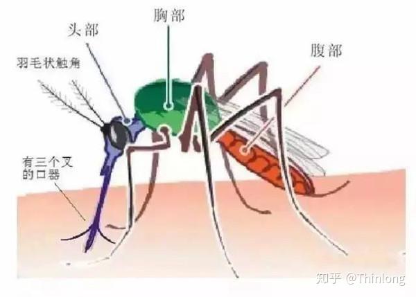 狗狗心丝虫血检:狗狗撒尿的血是淡红色怎么办呢？