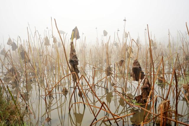 张爱玲说人生有三大遗憾：鲥鱼多刺、海棠无香、《红楼》未完，有什么深意？插图11