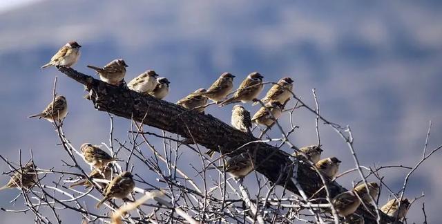 东北伯劳鸟叫声:为什么大清早小鸟就开始一直叫个不停，它们不累吗？