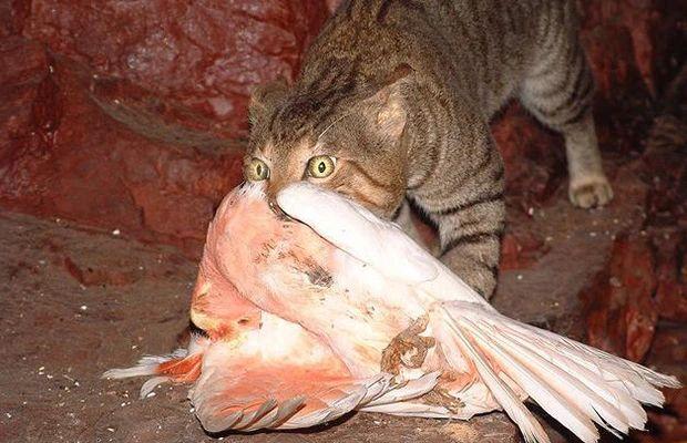 日本猫岛的猫可以抱走吗:如果把15只公猫，15只野猫放在一个淡水岛，两年以后会怎样？