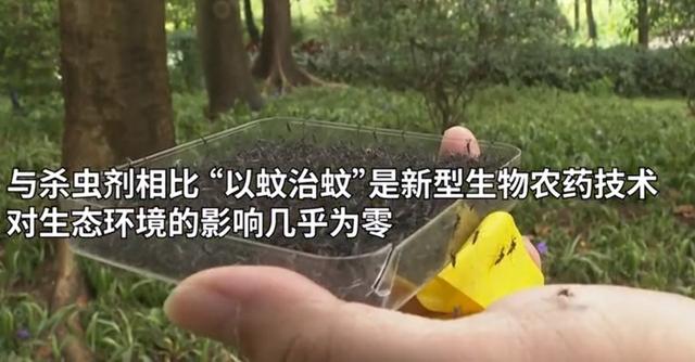 虎纹蛙价格行情:广州放飞500万只绝育亚洲虎蚊！专门交配，对人体没有攻击性？