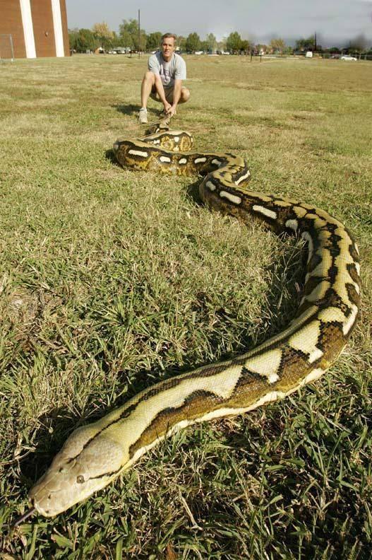四川发现一条罕见巨蟒，你听过特大型蟒蛇的事件吗