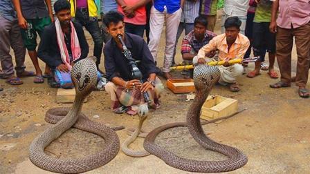 印度眼镜蛇壮阳，印度人吹笛子为什么蛇会跟着摆动