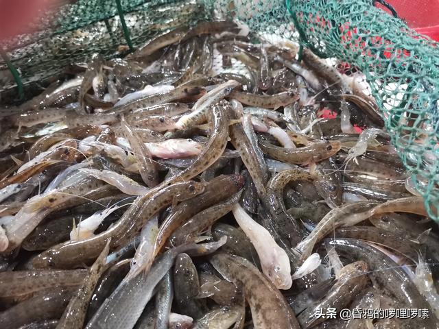 老妈说70年代海里的小海鲜有的是，人们都不稀得吃，是真的吗？插图10