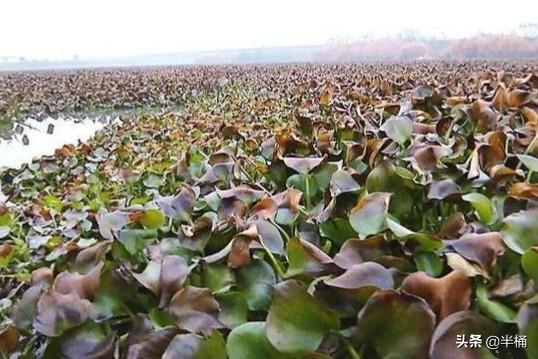 何方神圣:水葫芦入侵我国120年，江河已没有一寸净土，它是何方神圣？