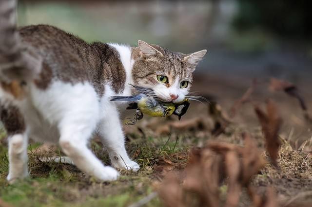 看看最大的藏獒养殖场:流浪猫狗泛滥成灾是否会抵消保护野生动物的成果？