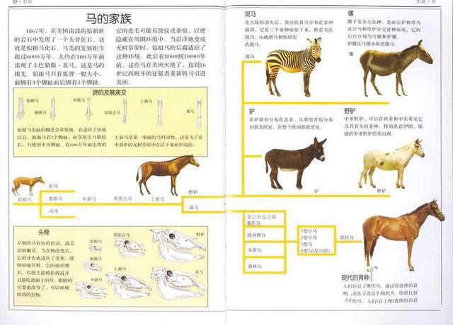 霍加狓:动物界竟然真实存在指鹿为马，神秘的霍加狓究竟是马还是鹿？