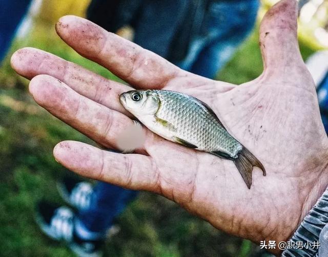虎纹恐龙王鱼贴吧:长江禁渔十年后，鱼太多导致水里面没有食物，鱼会不会再次进化？