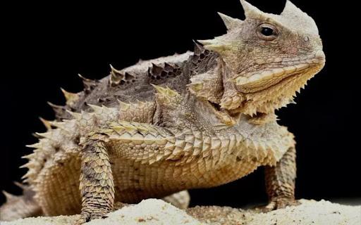 蜥蜴喷血是怎么做到的?