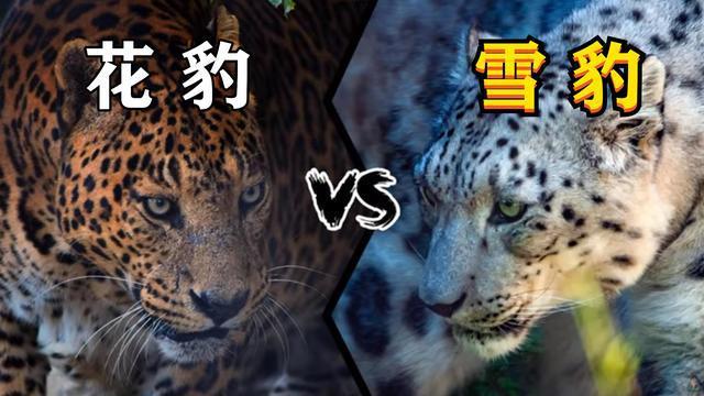 角百灵青海亚种:都知道豺狼虎豹，你可知道豺长什么样？为什么排第一？