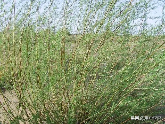 "粗柳簸箕细柳斗,世上谁嫌男人丑",猪八戒这句话是什么意思?