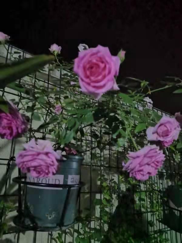 最香的几款月季品种是什么？插图61