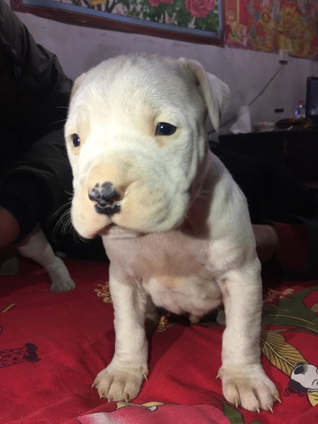 杜高犬:杜高和杜宾应该选择哪一个？