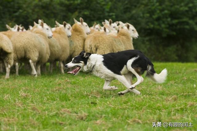 一条反刍的狗内容:一条反刍的狗全文 受各大网红追捧尝试的“牛瘪汤”究竟是一种怎样的黑暗料理？