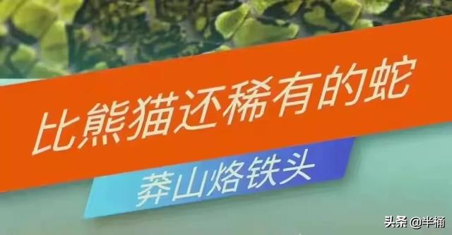 莽山烙铁头多少一条:莽山矛头蝮为什么被称为“蛇中熊猫”？它很珍贵吗？