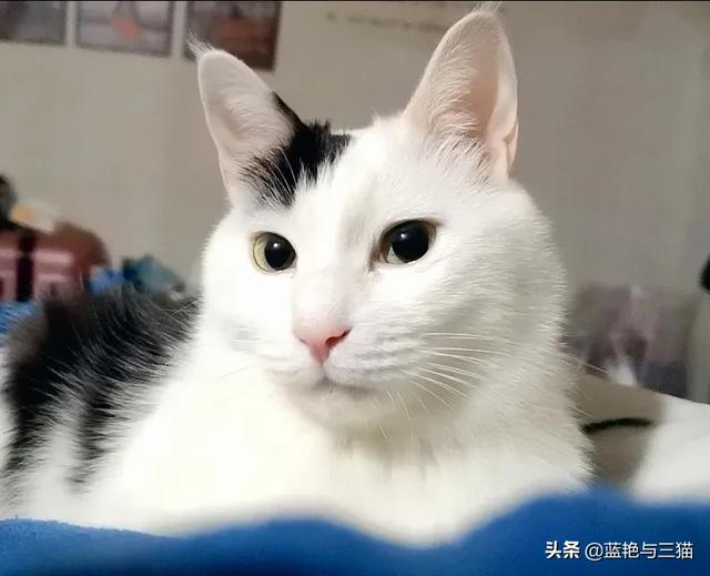 愤怒的猫咪下载:有哪位网友能分享一下交易猫的经历吗？