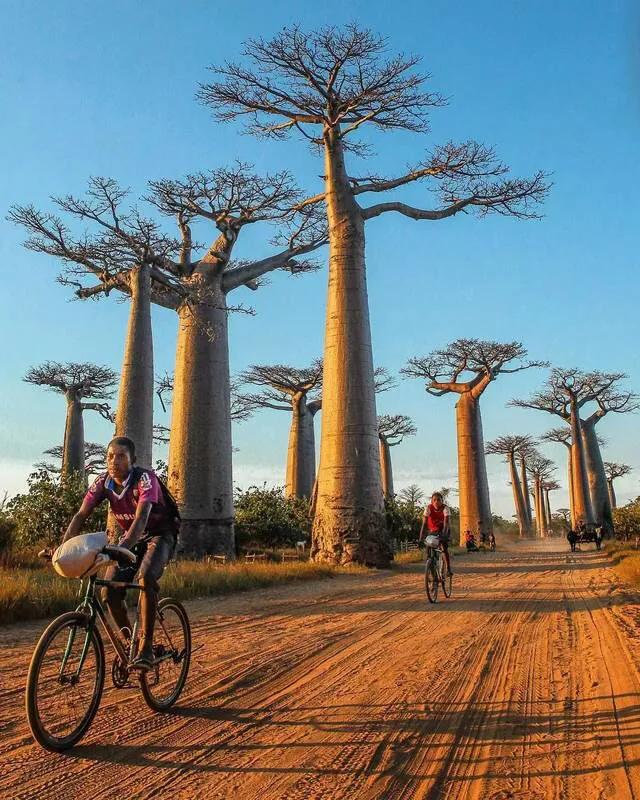 非洲壮阳树皮，非洲大草原上的猴面包树为什么被称为“生命之树”