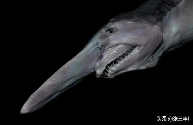 皱鳃鲨海里游泳:大海里到底存在着多少不为人知的恐怖生物？